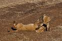 064 Kenia, Masai Mara, leeuwen, marsh pride